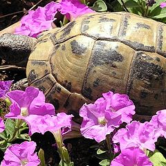 фото "Черепаха в цветах :-)"