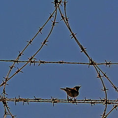 photo "Want to be free..."
