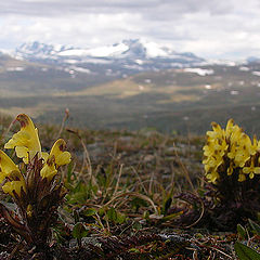 photo "Pedicularis oederi"