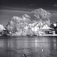 photo "Lonely Duck"