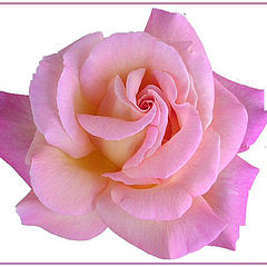 photo "My Rose"