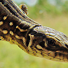 photo "Smiling Lizard"