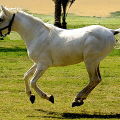 фото "Horses#6"