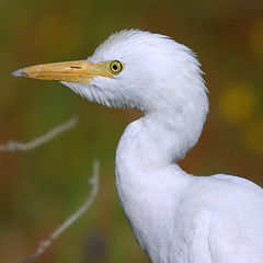 photo "Serial Killer - Cattle Egret - Bubulcus ibis"