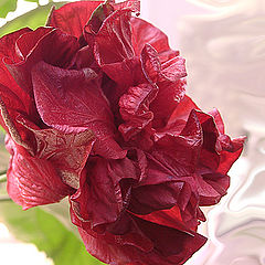 photo "Hibiscus rose"