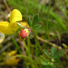 фото "some flower"