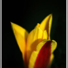 photo "Tulip"