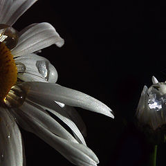 photo "The rain has dreamed me"