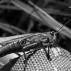 photo "Locust"