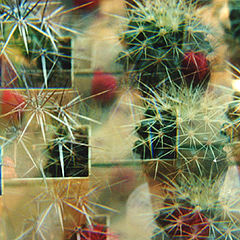 photo "The world of cactuses"