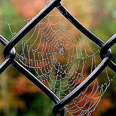 фото "The Webs"