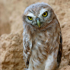 photo "Serial Killer - Little Owl - Athene noctua lilith"