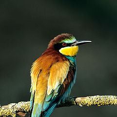 photo "European bee-eater"