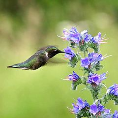 photo "Humming Bird"