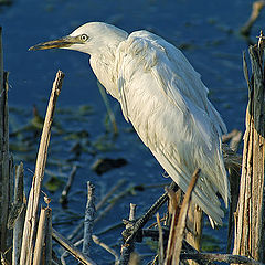 photo "Little Egret - Egretta qarzetta"