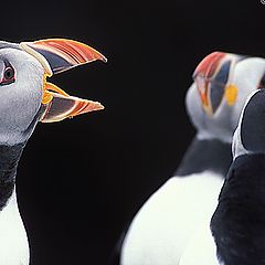 фото "Puffin"