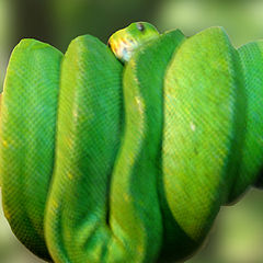 photo "snake"