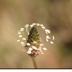 фото "White Charming"