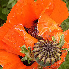 photo "A Poppy"