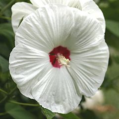 фото "Hibiscus"