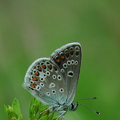 photo "Butterfly"