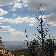 фото "Bryce View"