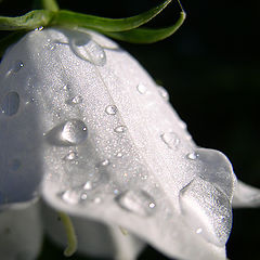 photo "Morning dew"