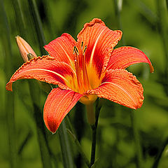 photo "Lily"