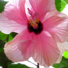 photo "Hibiscus"