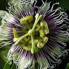 photo "Maracuja Flower"