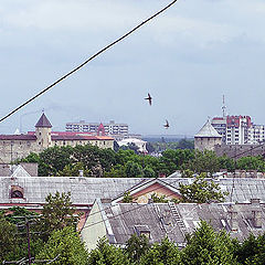 photo "With swallows at one height"