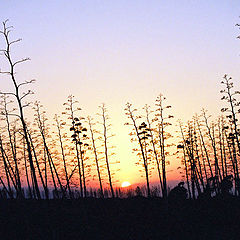 photo "to get dark in the desert"