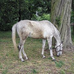photo "Horse"