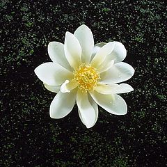 фото "Pretty"