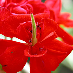 фото "Lady in Red"