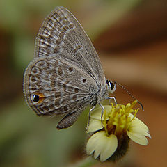 photo "Butterfly"