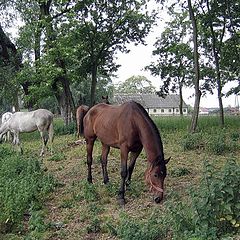 photo "Horse:)"