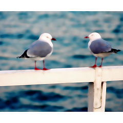 photo "Seagulls"