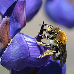 фото "Hardwork bumblebee."