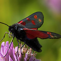 photo "New Forest Burnet"