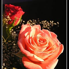 photo "rose"