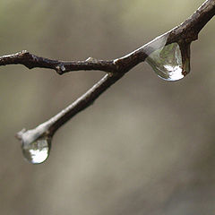 photo "After a rain"