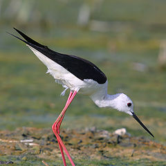 photo "Black-Winged Stilts - Himantopus himantopus"