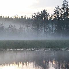 photo "Forest near lake"