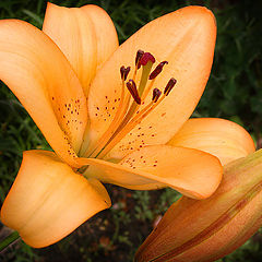 photo "Orange flower"