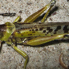 photo "Grasshopper"