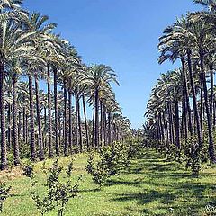 фото "Palm trees 2"