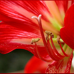 photo "Red Beauty!"