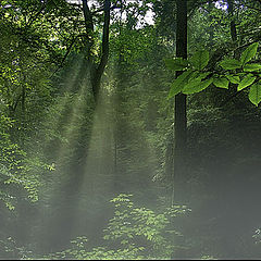 photo "Burning Off The Dew"