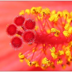 photo "hibiscus"